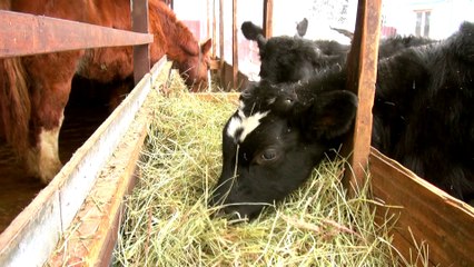 «Красивая Земля». История об экологически-чистом фермерском хозяйстве