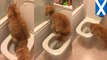 This Scottish cat has mad toilet game and can take a leak just like a human
