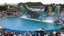 ---♥♥ SeaWorld's old --Shamu-- show (with trainers in the water!)