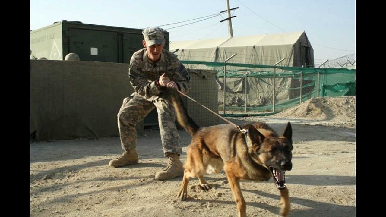 Escort Dogs in Japan!!!