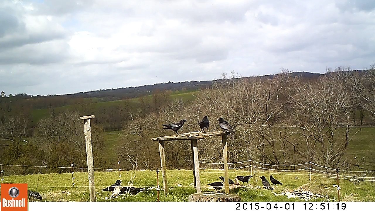 Placette d'alimentation pour le Milan royal