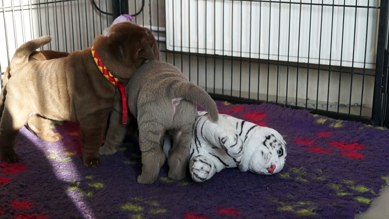 Edsel X Carlton Shar Pei Chiot Chocolat 15-12-09 A238 Vidéo (collier rouge)