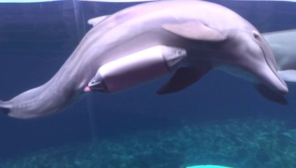 Dauphin frotte son sex contre une bouée