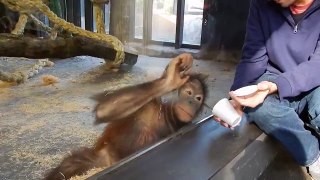 La réaction de ce singe est à mourir de rire