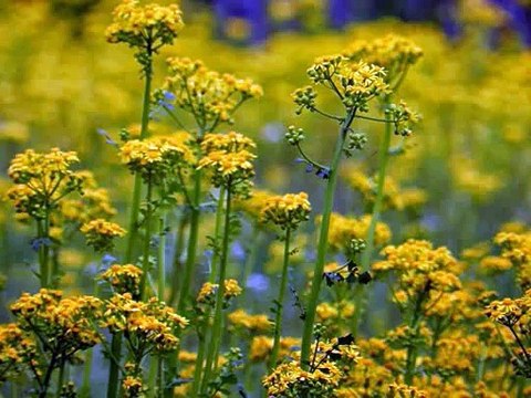 [신사오피] ∬ 유흥다이소 ＼ udaiso02.cＯm 『선릉오피』 『노원오피』 『영통오피』