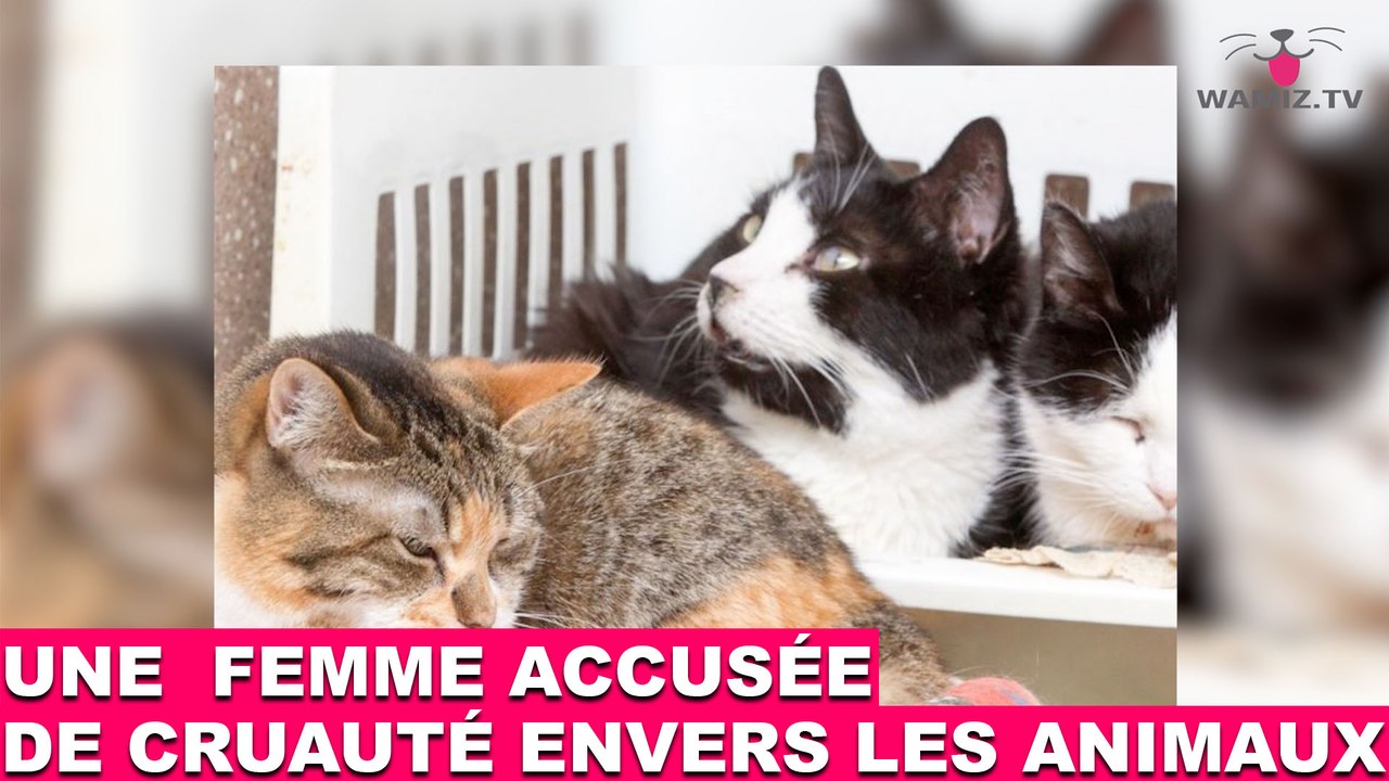 Une femme accusée de cruauté envers les animaux! L’histoire dans la minute chat #64
