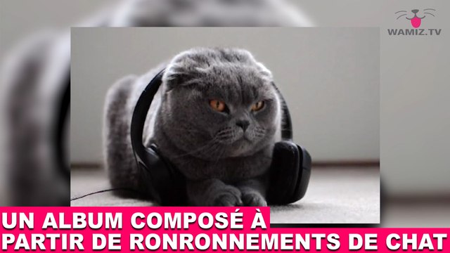 Un album composé à partir de ronronnements de chat! Aujourd'hui dans la minute chat #65