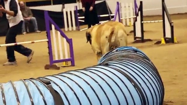Un chien mastiff fait une course d'agility