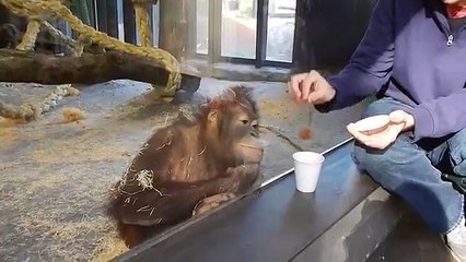 Faire un tour de magie à un singe