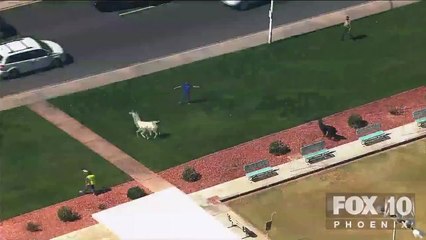 Llamas On The Loose The Musical