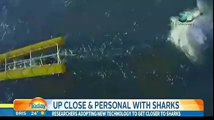 Un énorme requin blanc laisse sans voix les présentateurs d'