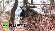 A TIGER AND A GOAT - AN UNUSUAL FRIENDSHIP