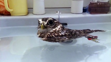 Une petite chouette flotte dans son bain