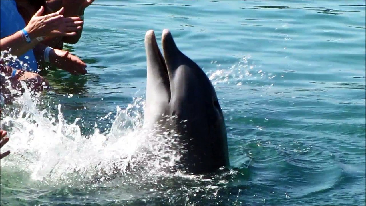 Mini dolphins show in Cuba