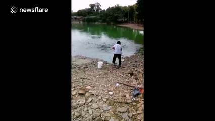 Catfish fight for food in dramatic nature footage