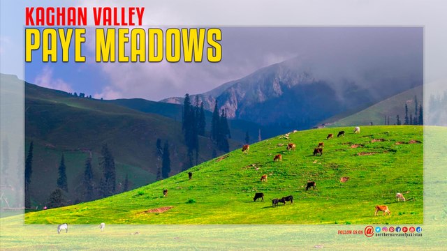Paye Meadows Kaghan Valley