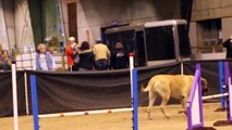 Dog show amazing dogs-Mastiff Competing At Dog Agility-Dog show