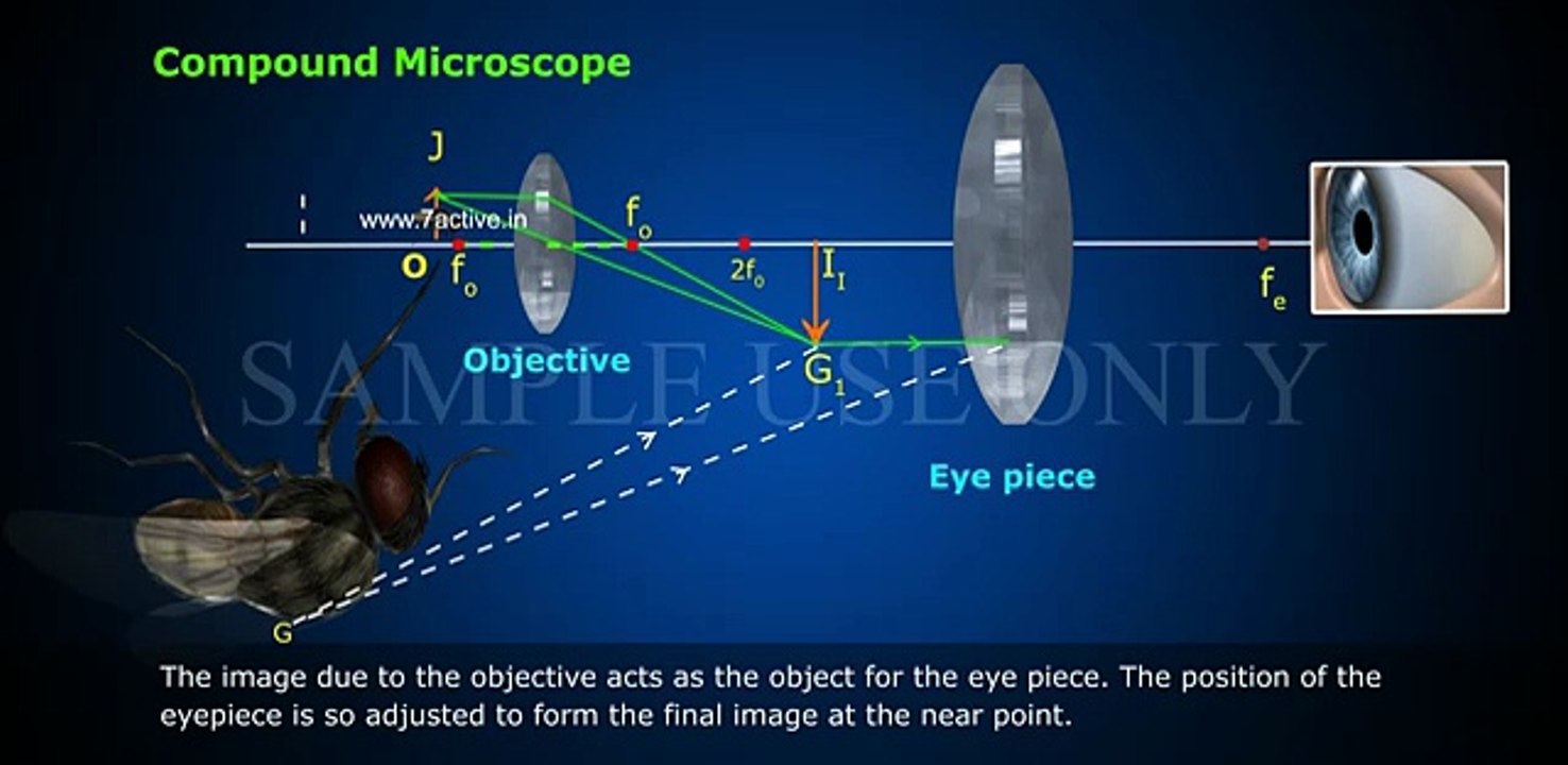 COMPOUND MICROSCOPE
