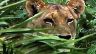 Lions: The King of the Jungle Full Documentary