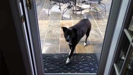 Dog confused by screenless door