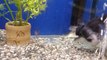 Un poisson-chat avale un autre poisson de sa taille dans un aquarium.
