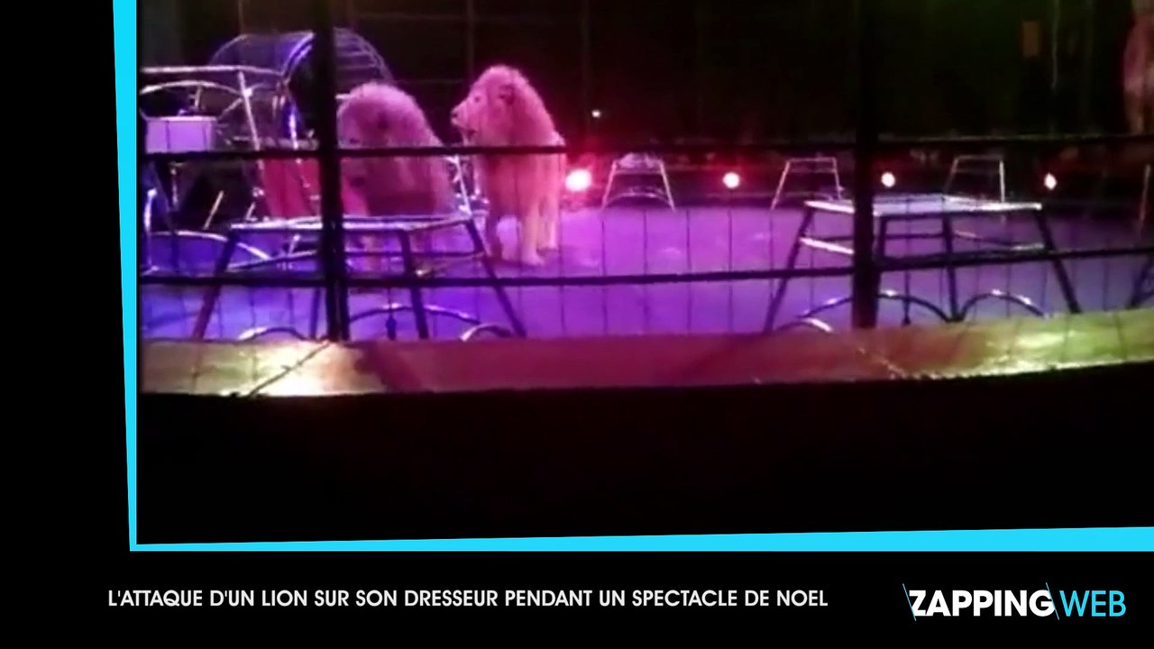 Un dresseur se fait attaquer par un lion en plein spectacle de Noël