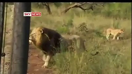 king of the forest - Enertainment video clips Talk shows Drama