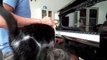 Cat interrupts piano playing, demands petting
