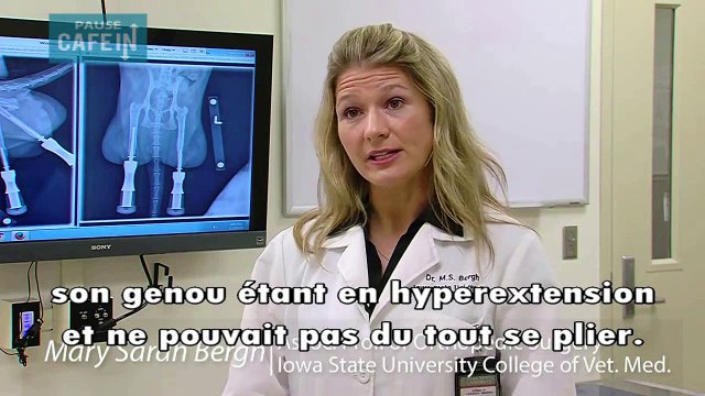 Né sans pattes arrières, ce chat reçoit des implants en titane