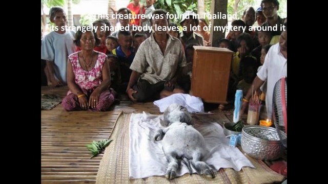 IS IT ALIEN, MONKEY OR HUMAN Weird, scary and strange creatures caught on camera