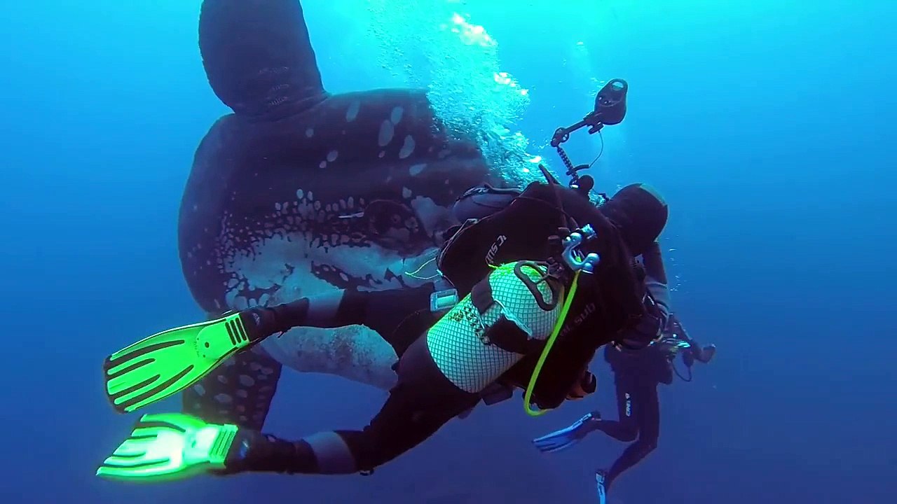 Au large des côtes du Portugal, le photographe Miguel Pereira a capturé ces images rares d'un môle (poisson lune), une espèce de poisson de la famille des Molidae, qui atteint la masse moyenne de 1000 kilos pour 1 mètre 80 de longueur.