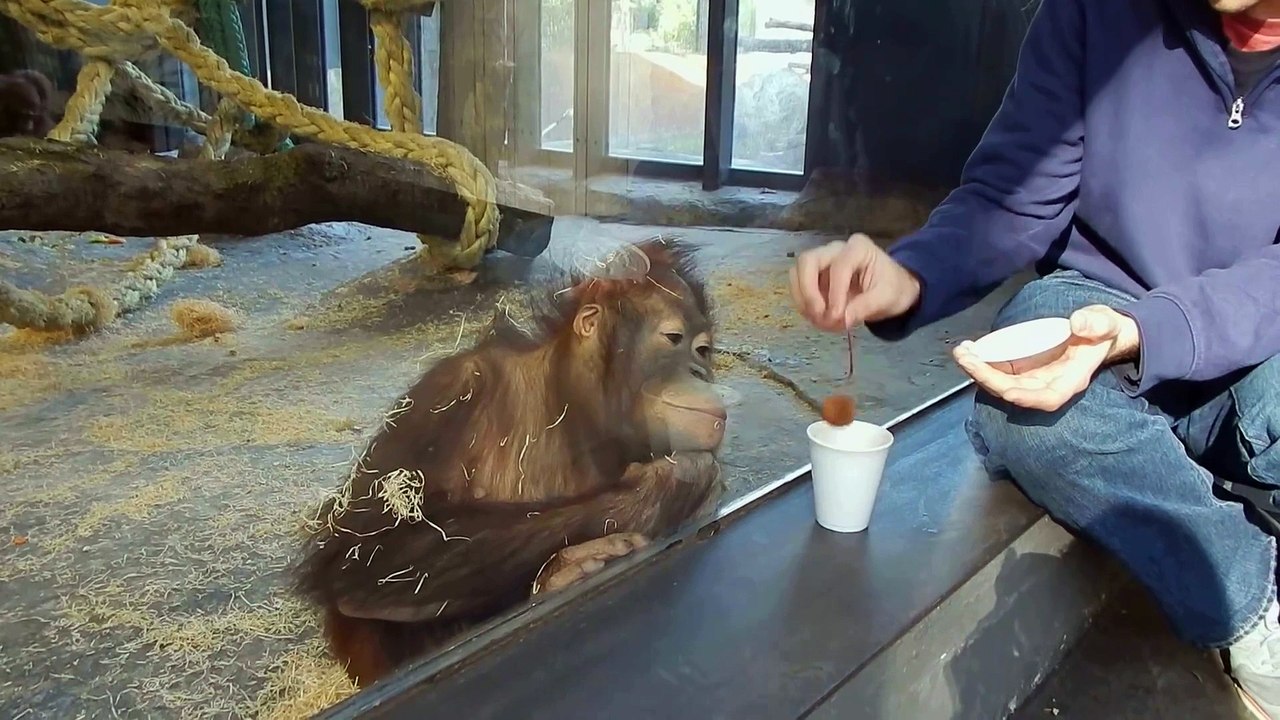 Un orang-outan éclate de rire devant un tour de magie