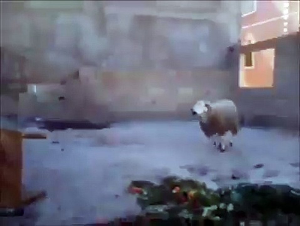 Do not Mess With sheep