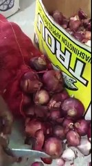 Drug Recovered from Onion in Saudi Arabia - Exclusive Video