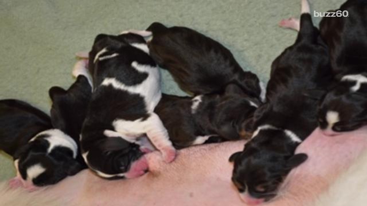 First litter of puppies born via IVF