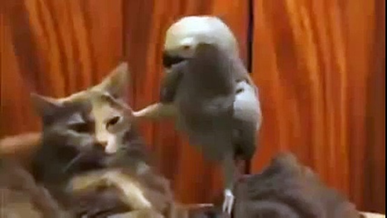 попугай допрашивает кота