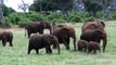 Baby elephants playing, very cute funny!!!! African Safari T