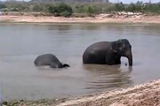 Elephants Playing in the Water in Cambodia