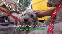 Saving Two Homeless Dogs Hiding in a Junkyard! Please SHARE so we can find them a home together