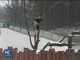 Real-life kung fu panda shows stunning skills 2015