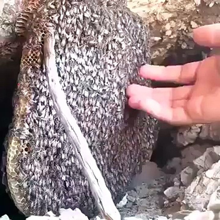 man enter his hand into bee hous