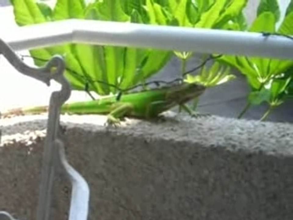 Iguane du matin 2