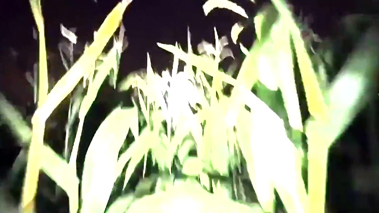 UFO Sightings SCARY UFO ENCOUNTER~Multiple UFOS Swarm Man In Cornfield! 2015
