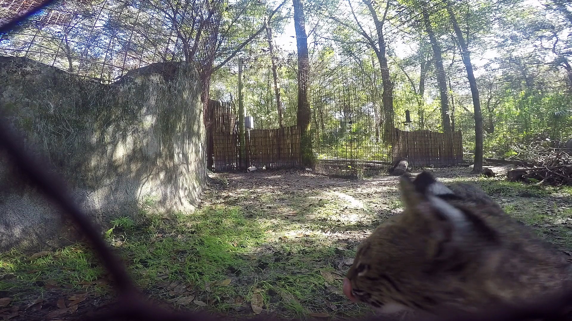 Update:  Rehab Bobcat Babies