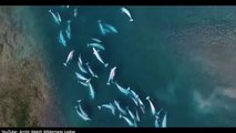 Drone films breathtaking birds eye view of beluga whales