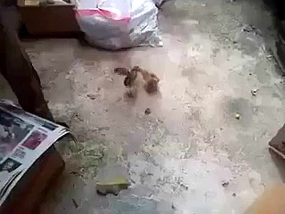 Chozon Ki larai HD