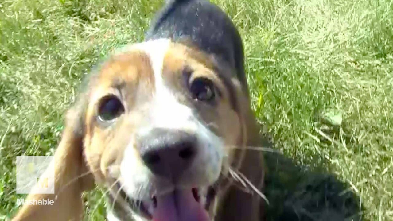 Meet the world's first test-tube puppies