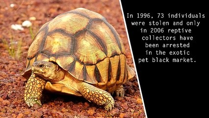 10 Rarest Animals On Earth That May Be Extinct Soon