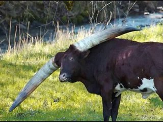 100 Most Weirdest and Rarest Animals in the World Real Pictures (Not Photoshopped)