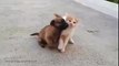 cutest fight ever little kitten vs little puppy cute video ever - must watch